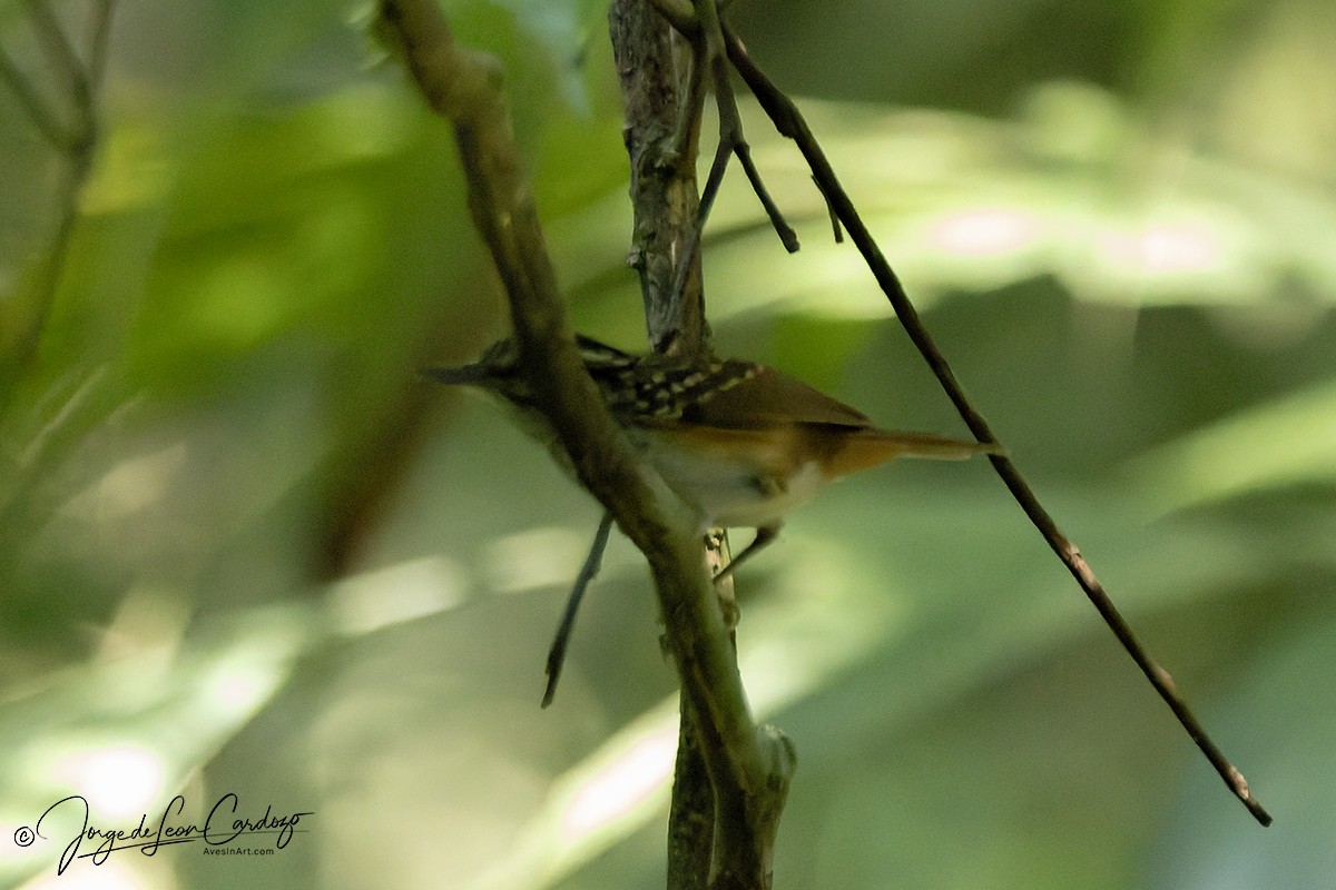 Пёстрая муравьянка - ML646617529