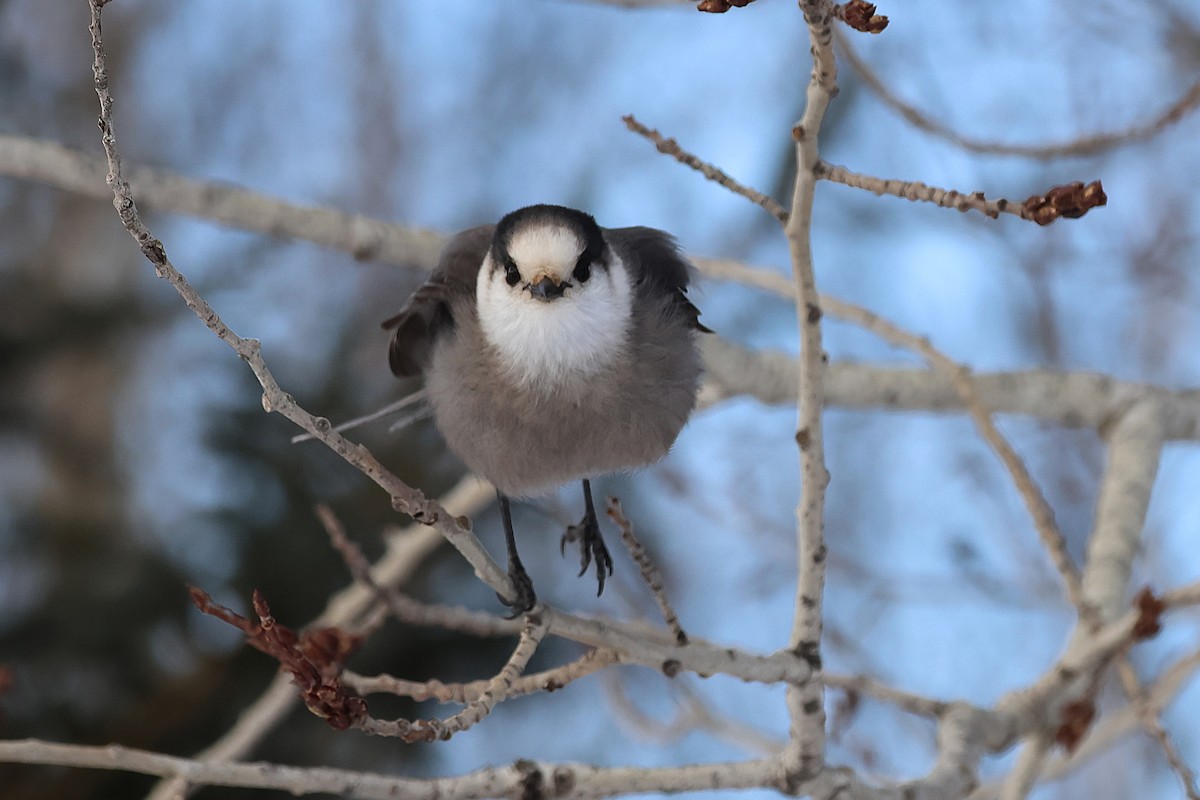 Canada Jay - ML646617533