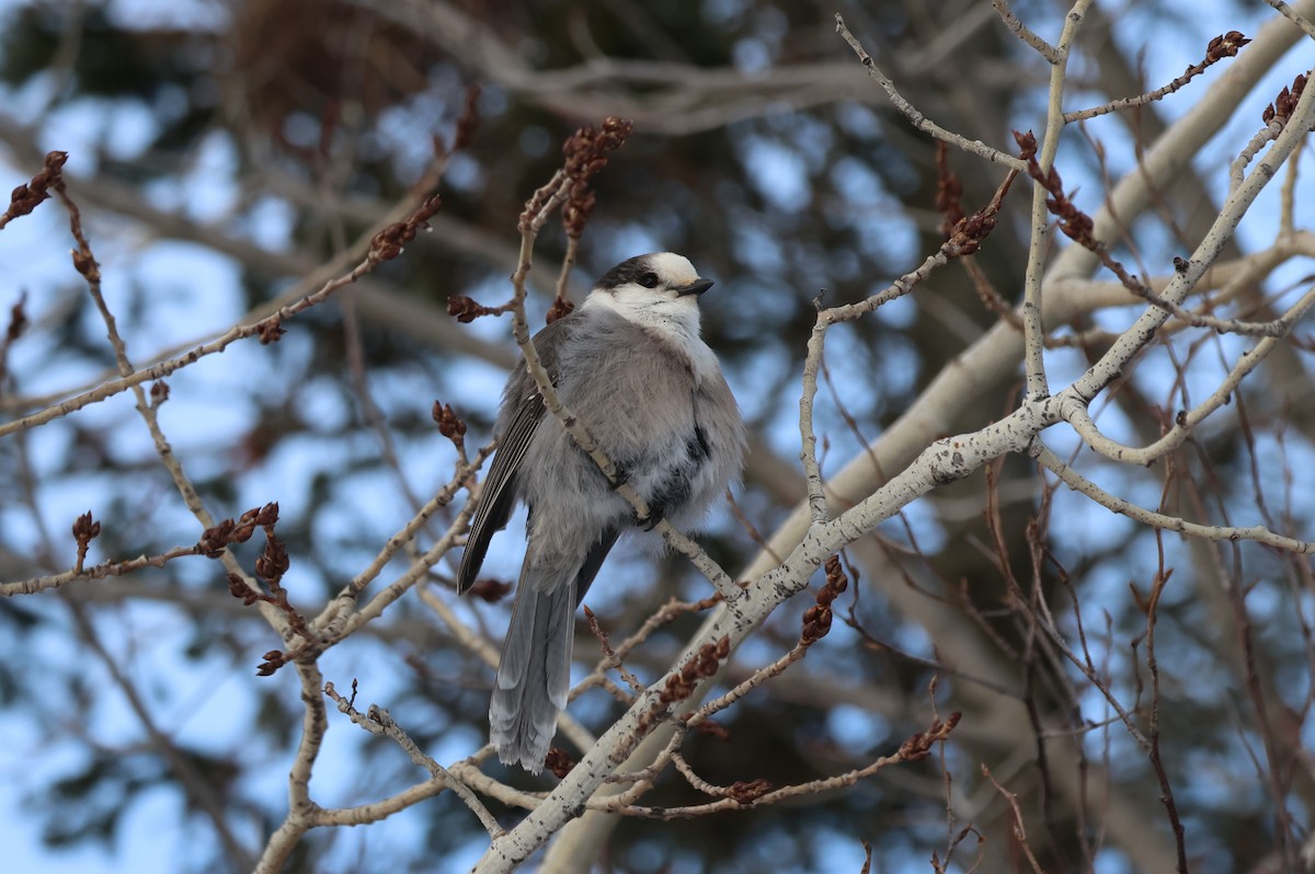 Canada Jay - ML646617534