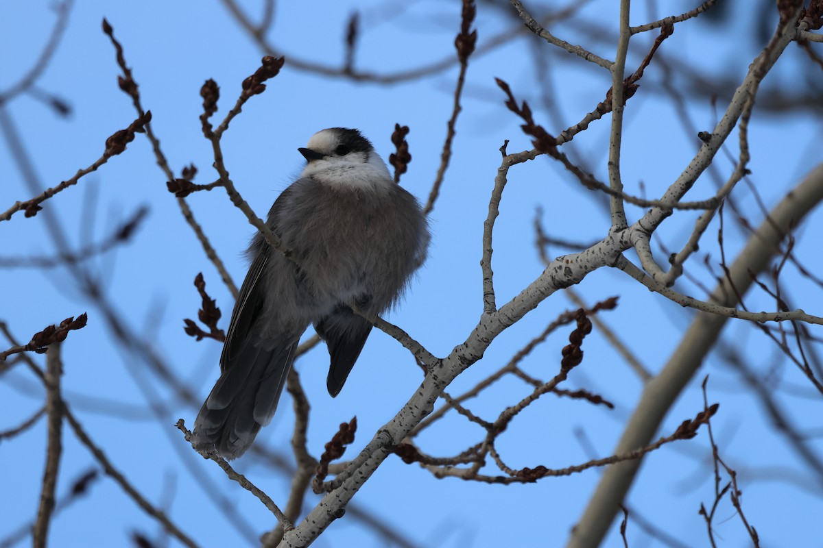 Canada Jay - ML646617535