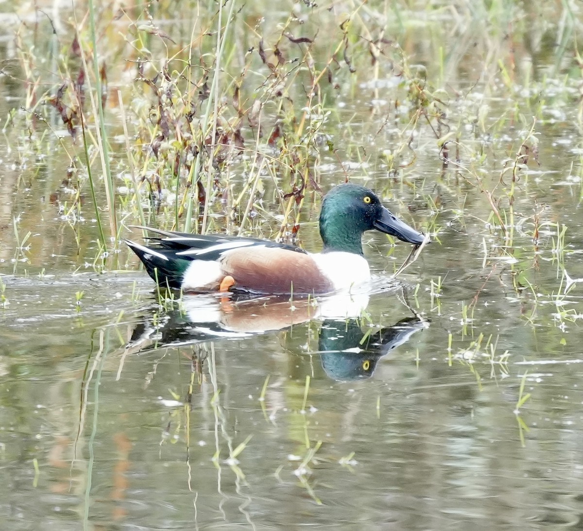 Northern Shoveler - ML646617538