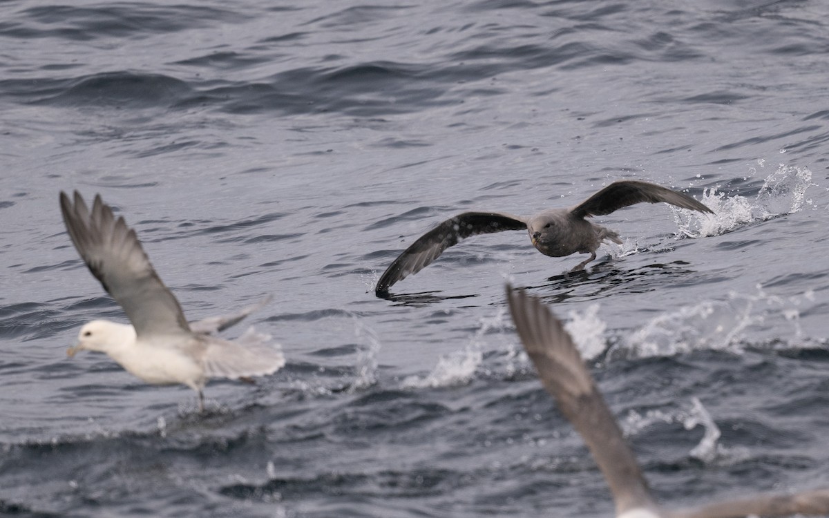 Northern Fulmar - ML646617540