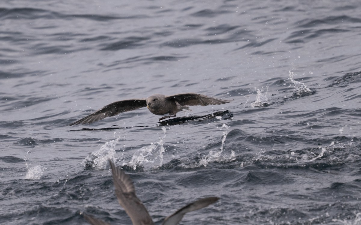 Northern Fulmar - ML646617541