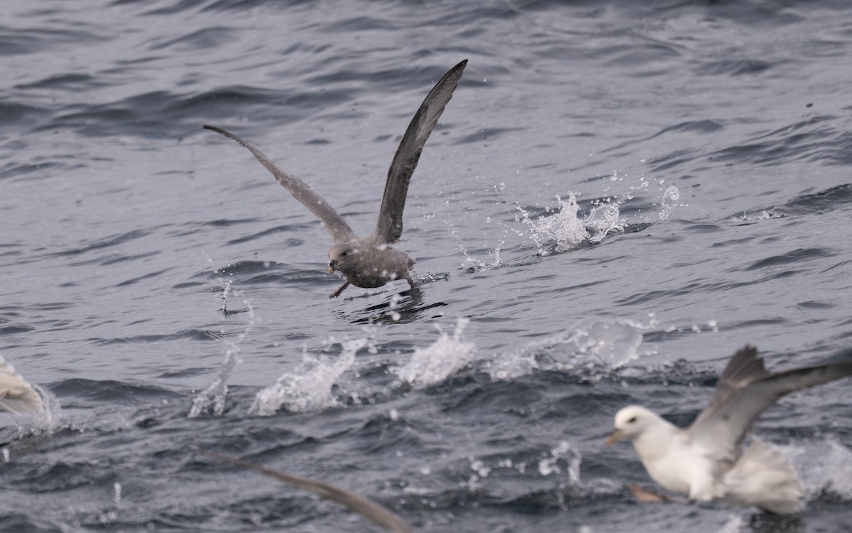 Northern Fulmar - ML646617542