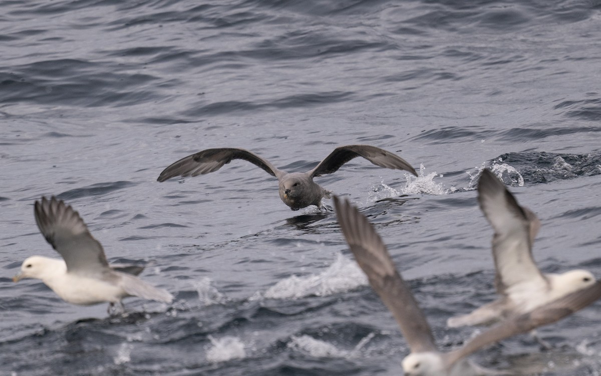 Northern Fulmar - ML646617543