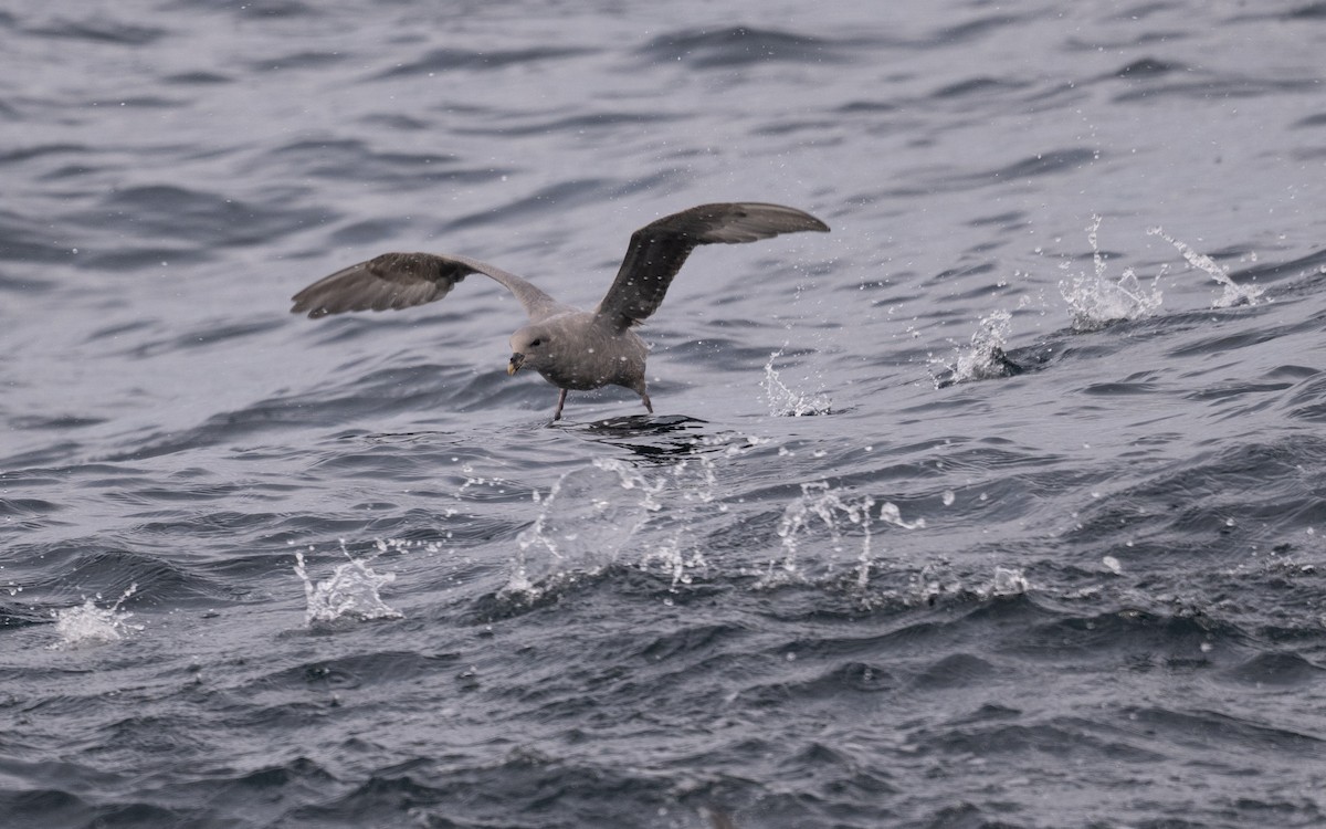Northern Fulmar - ML646617544