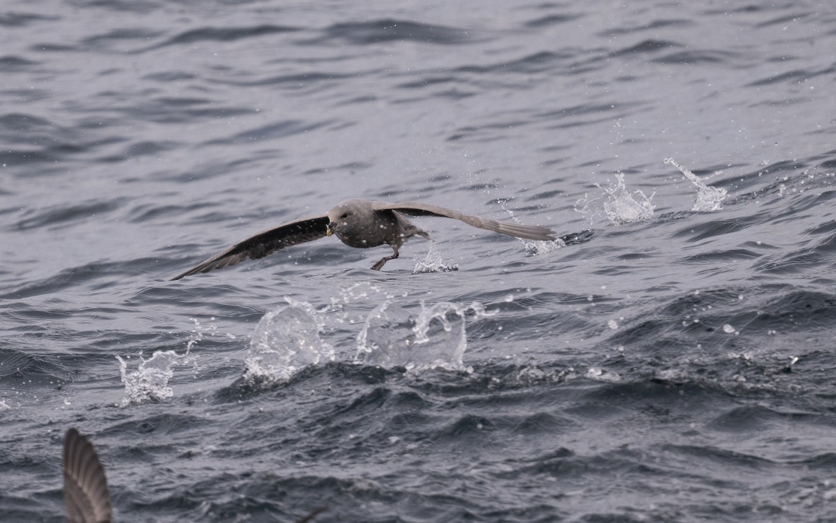Northern Fulmar - ML646617545