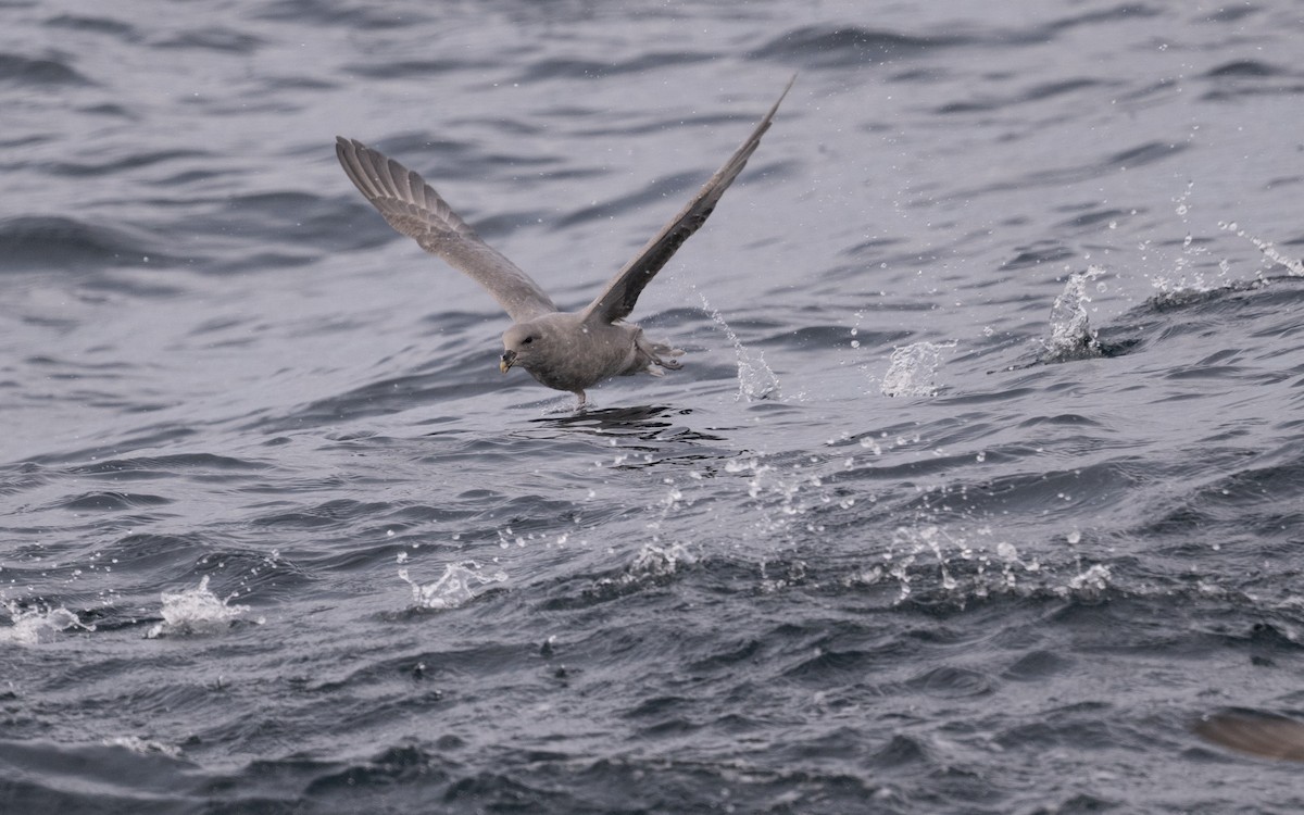 Northern Fulmar - ML646617546