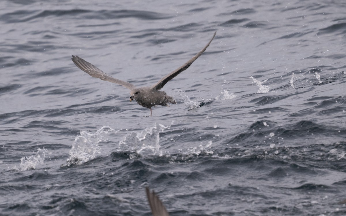 Northern Fulmar - ML646617547