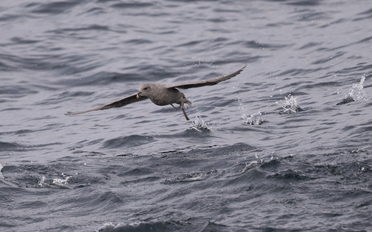 Northern Fulmar - ML646617548