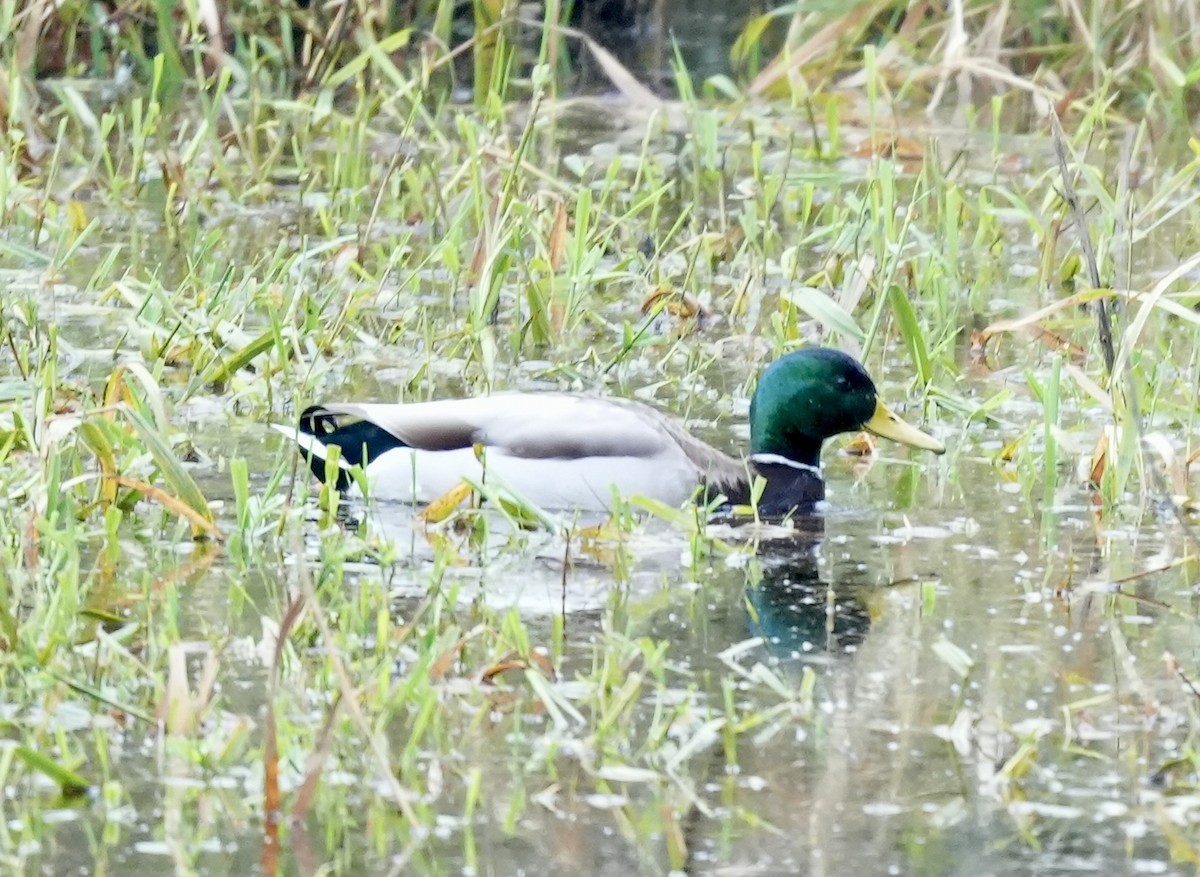 Mallard - ML646617550