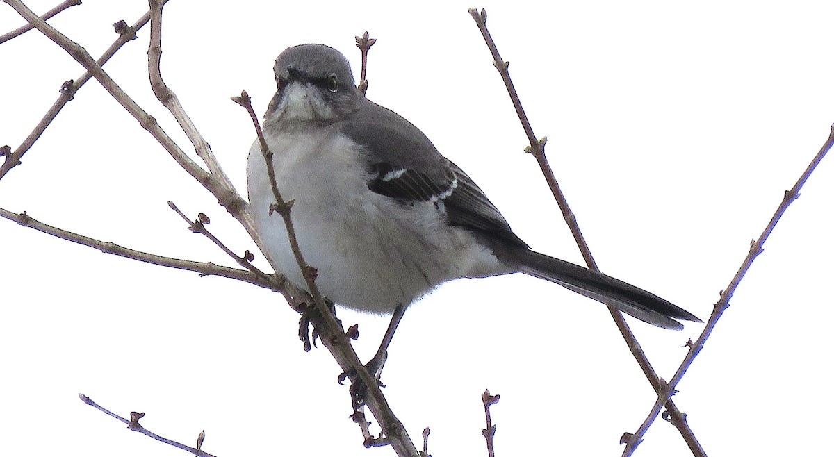Northern Mockingbird - ML646617552