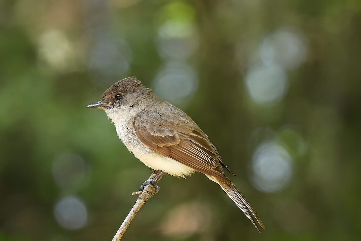 Eastern Phoebe - ML646617554