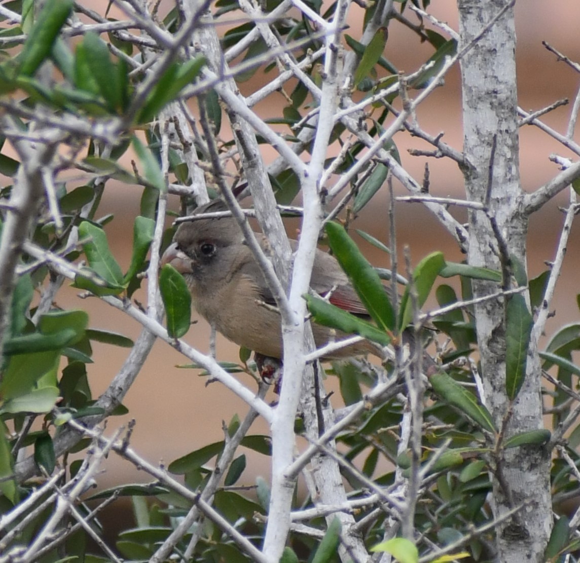 Pyrrhuloxia - ML646617556