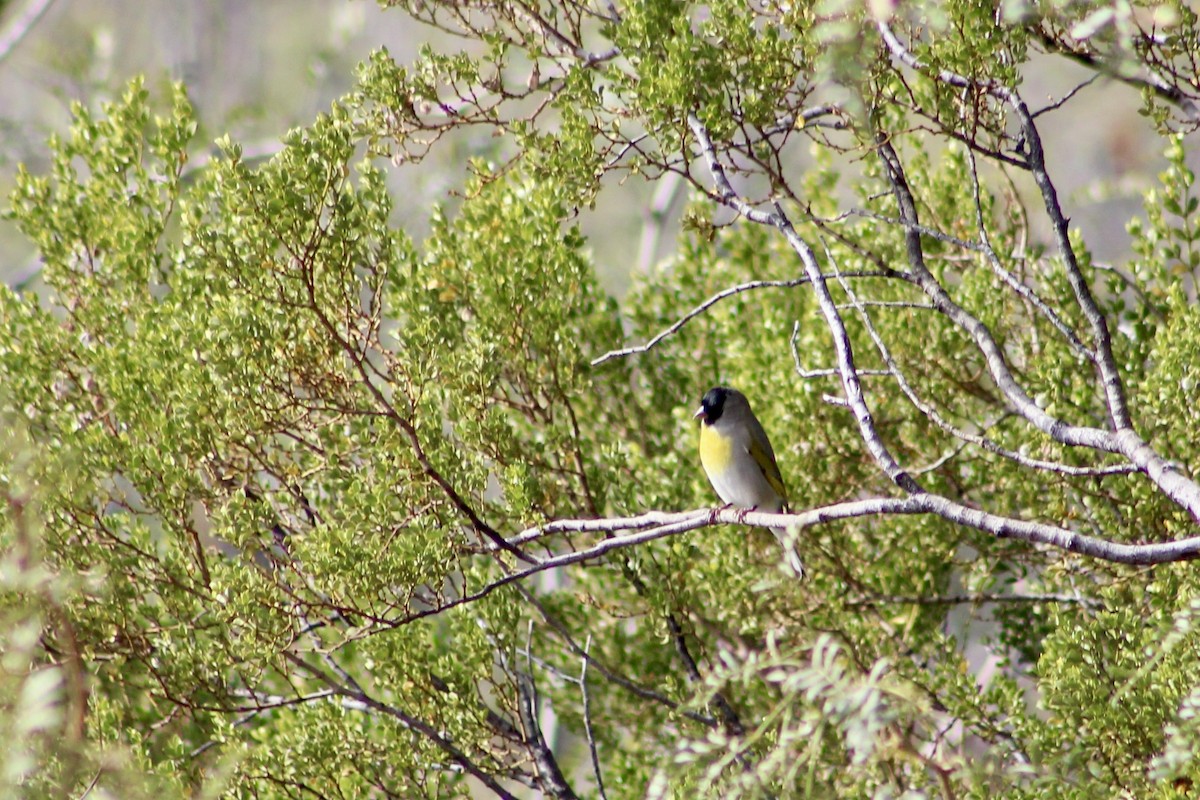 gråstillits - ML646617557