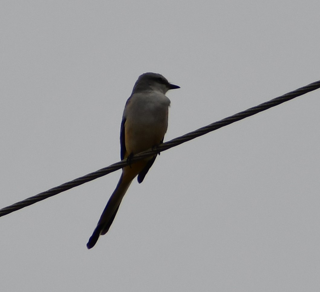 Scissor-tailed Flycatcher - ML646617576