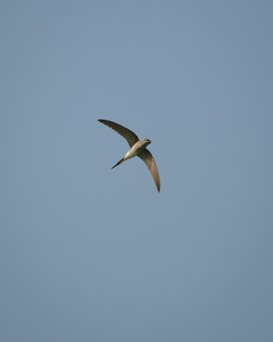 Crested Treeswift - ML646617584
