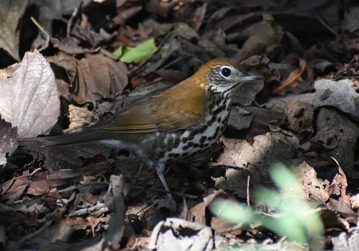 Wood Thrush - ML646617585