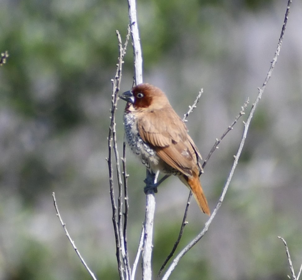 Scaly-breasted Munia - ML646617591