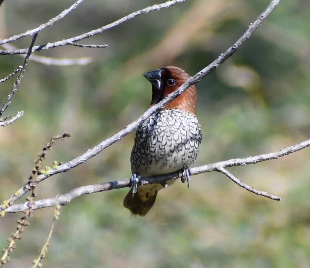 Scaly-breasted Munia - ML646617592