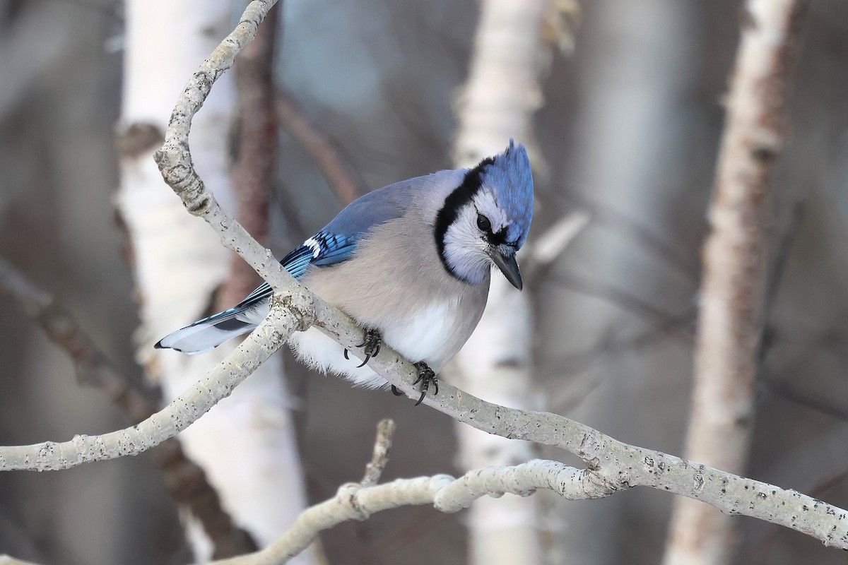 Blue Jay - ML646617594