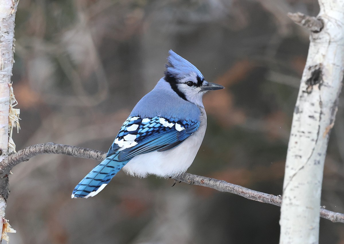 Blue Jay - ML646617595