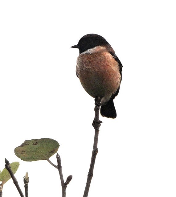 Saltimpalo siberiano - ML646617596