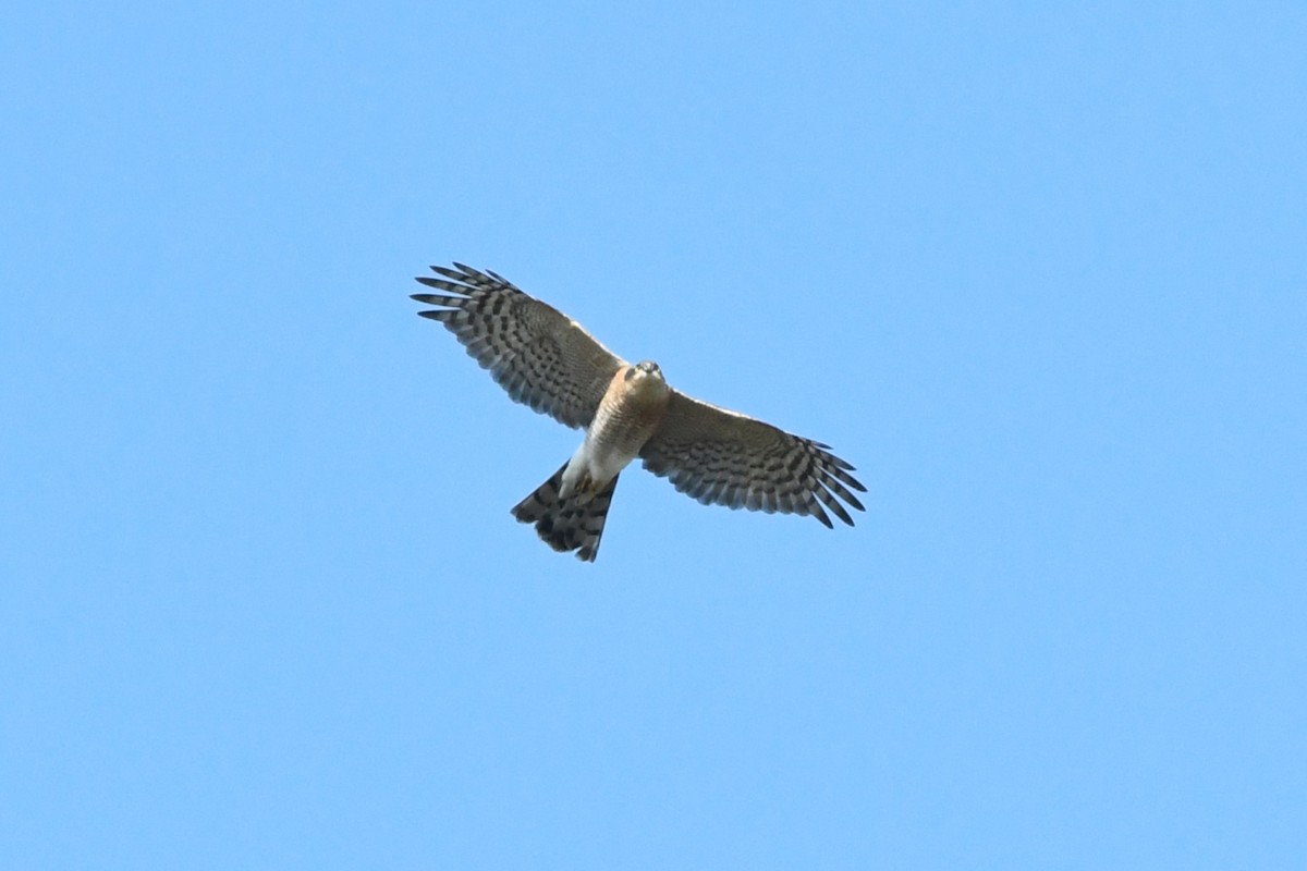 Eurasian Sparrowhawk - ML646617597