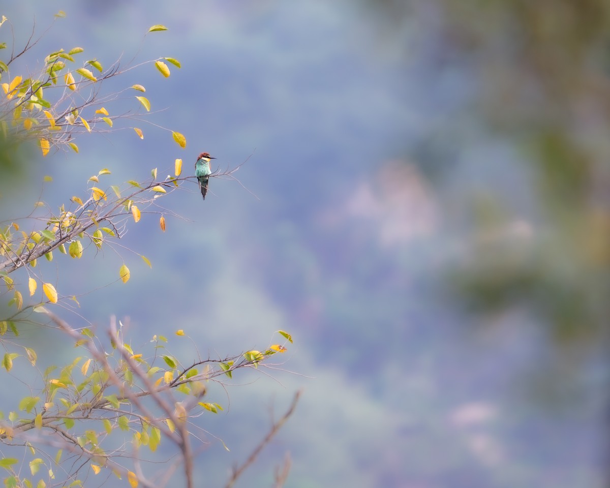 European Bee-eater - ML646617600