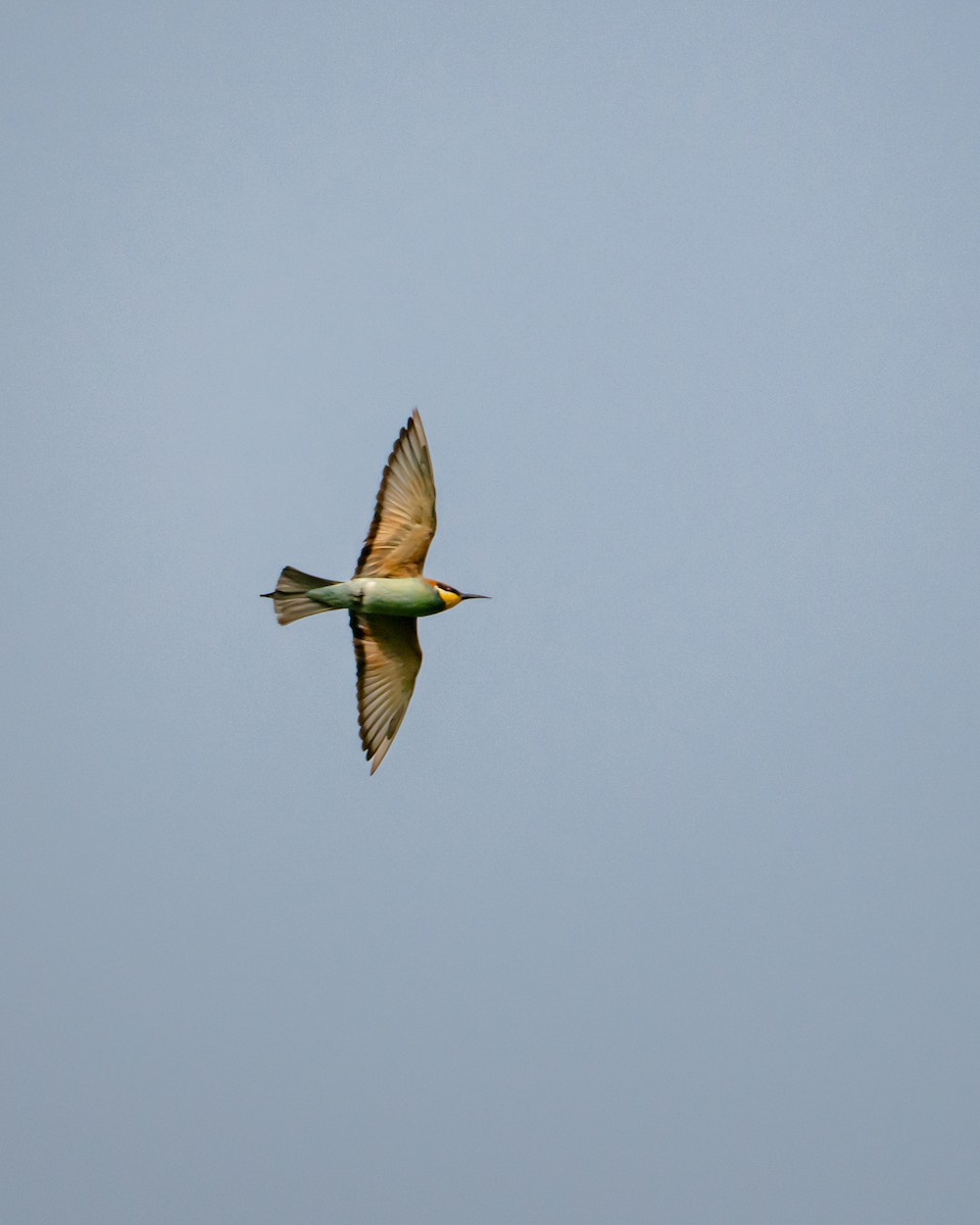 European Bee-eater - ML646617601
