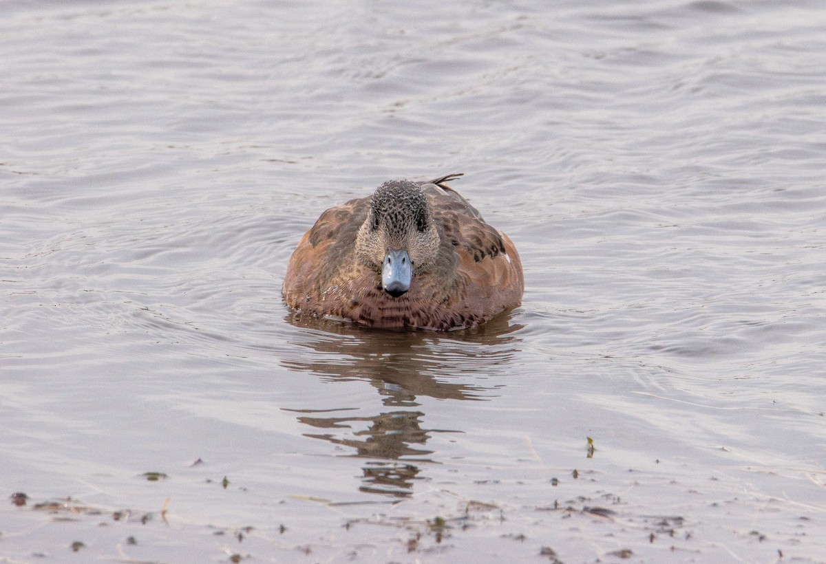American Wigeon - ML646617602