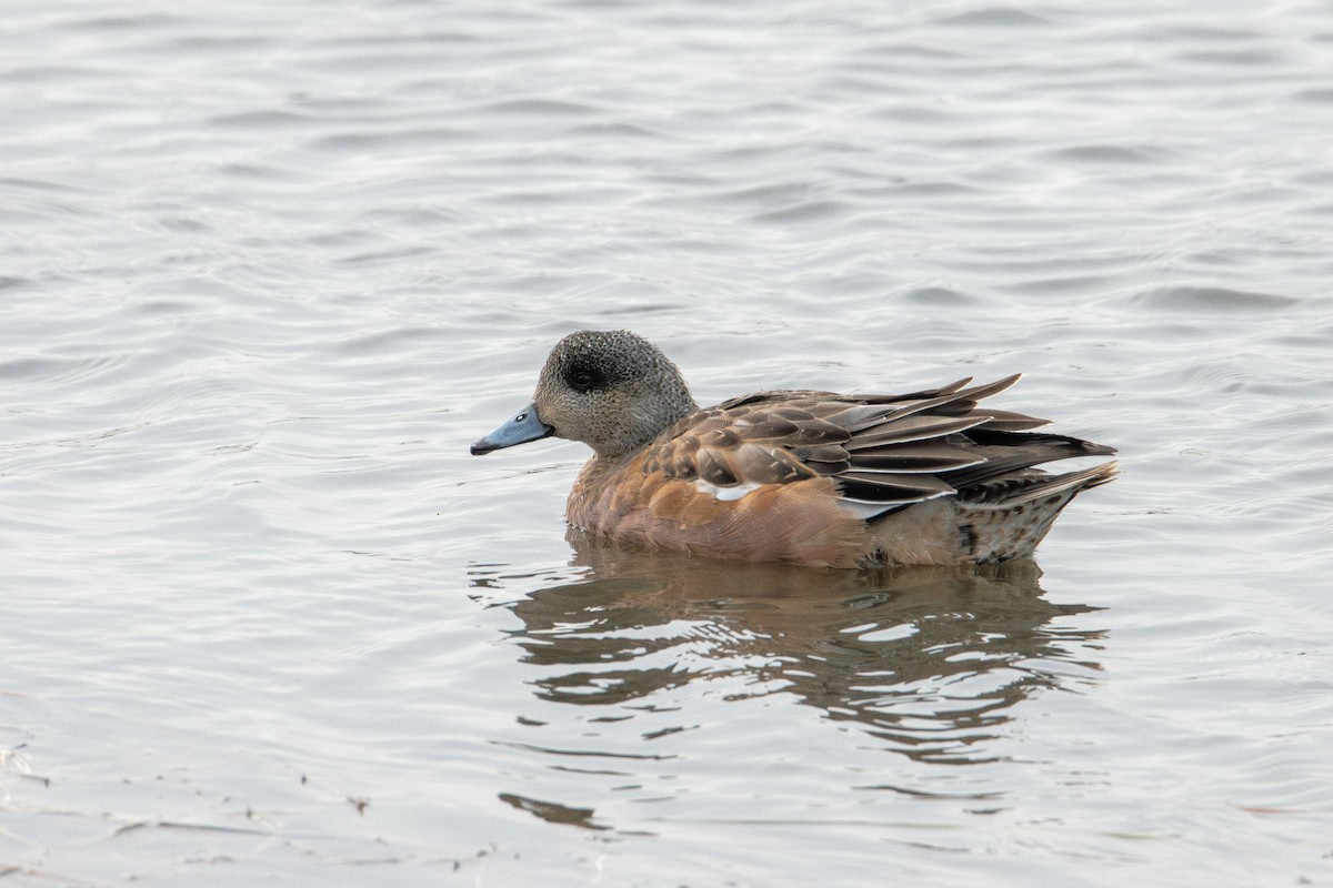 American Wigeon - ML646617603