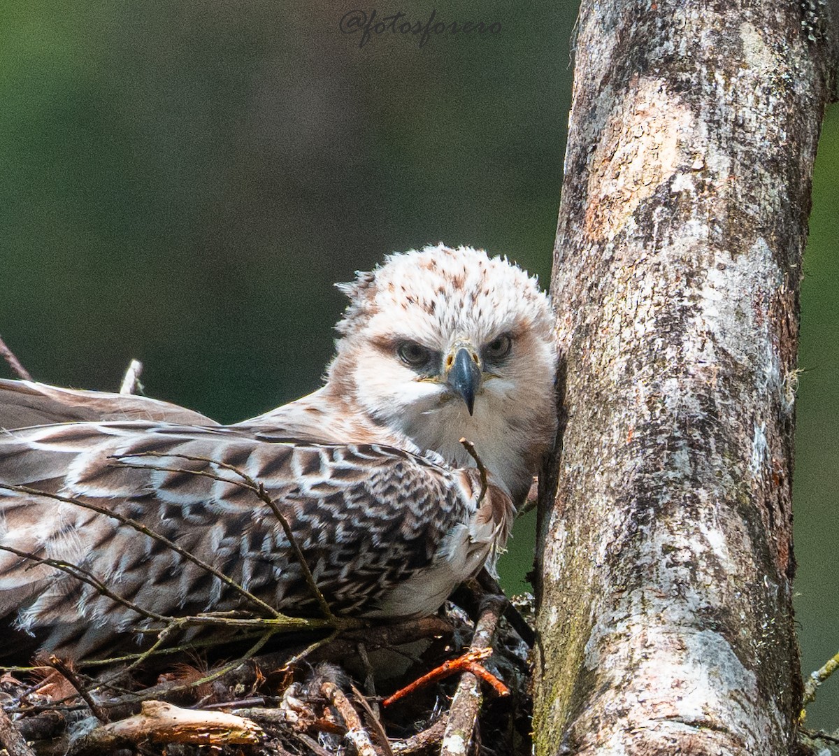 Black-and-chestnut Eagle - ML646617604