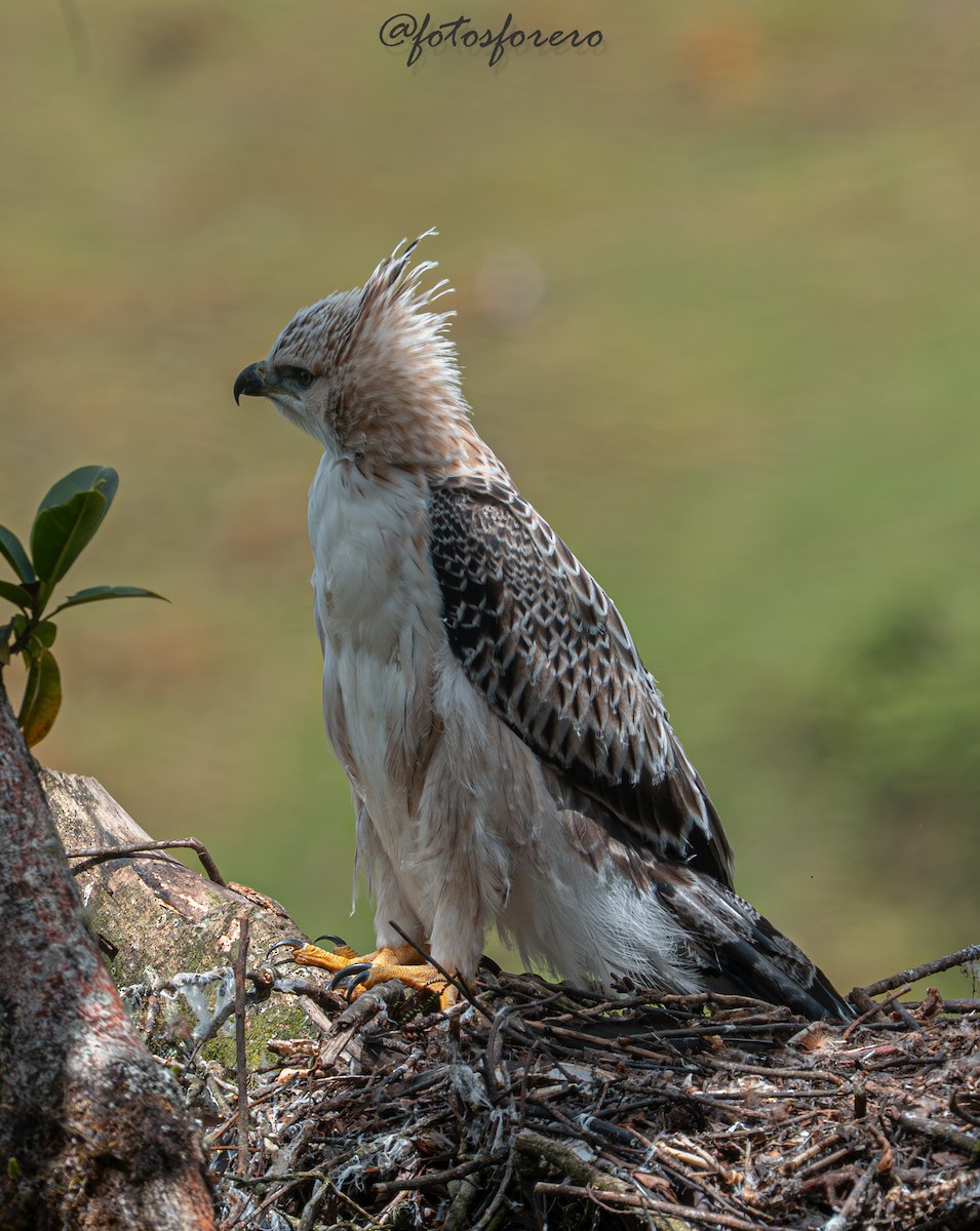 Black-and-chestnut Eagle - ML646617605