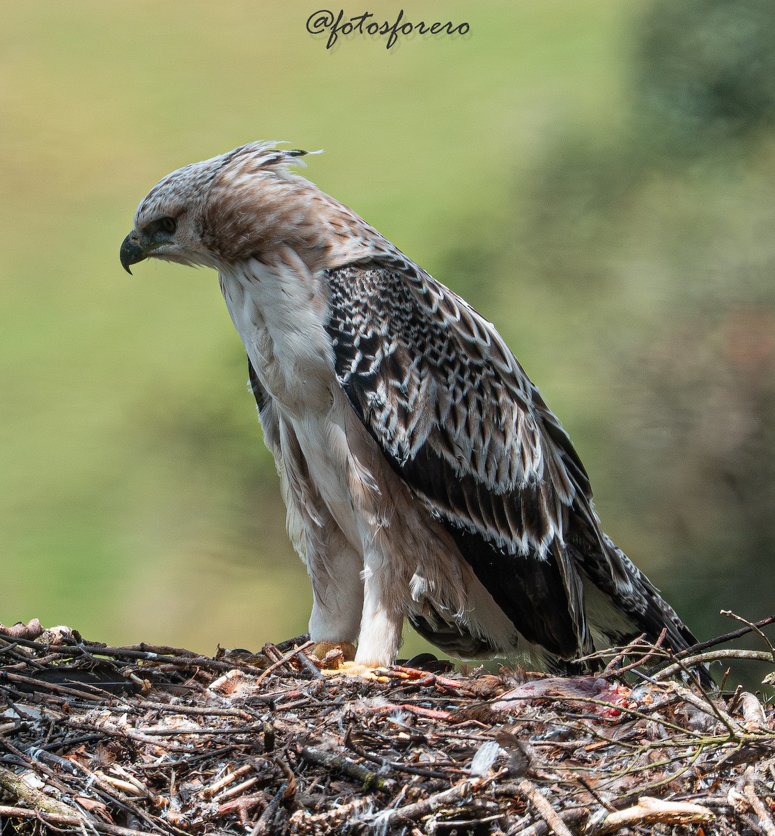 Black-and-chestnut Eagle - ML646617606