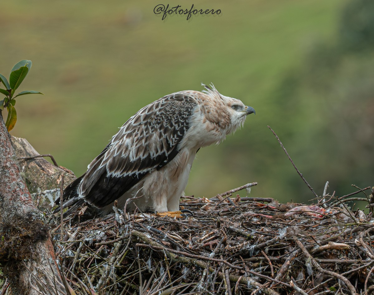 Black-and-chestnut Eagle - ML646617607
