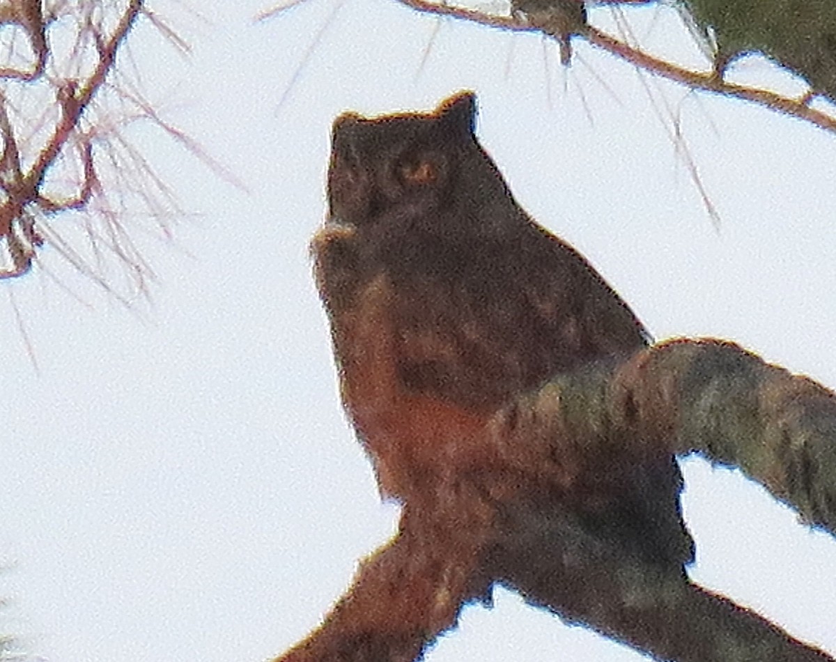 Great Horned Owl - ML646617609