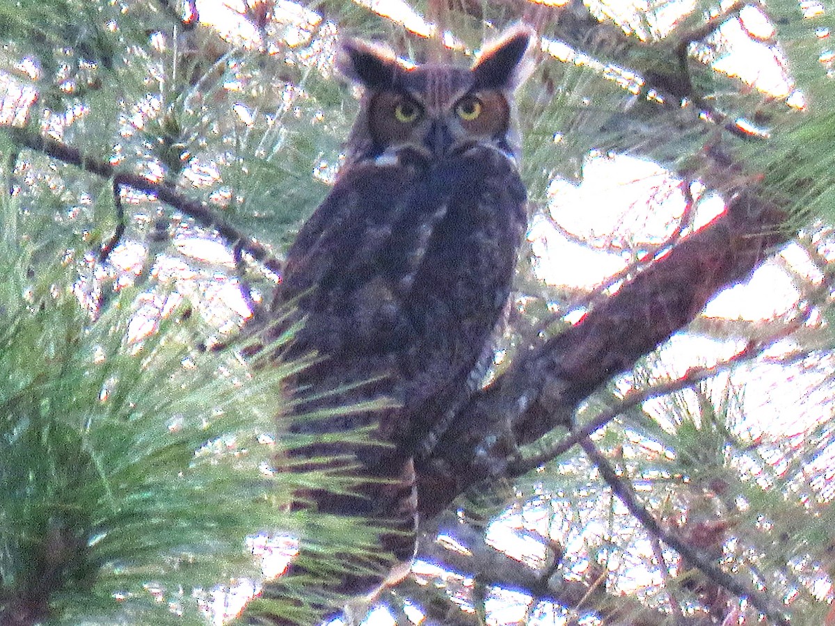 Great Horned Owl - ML646617610
