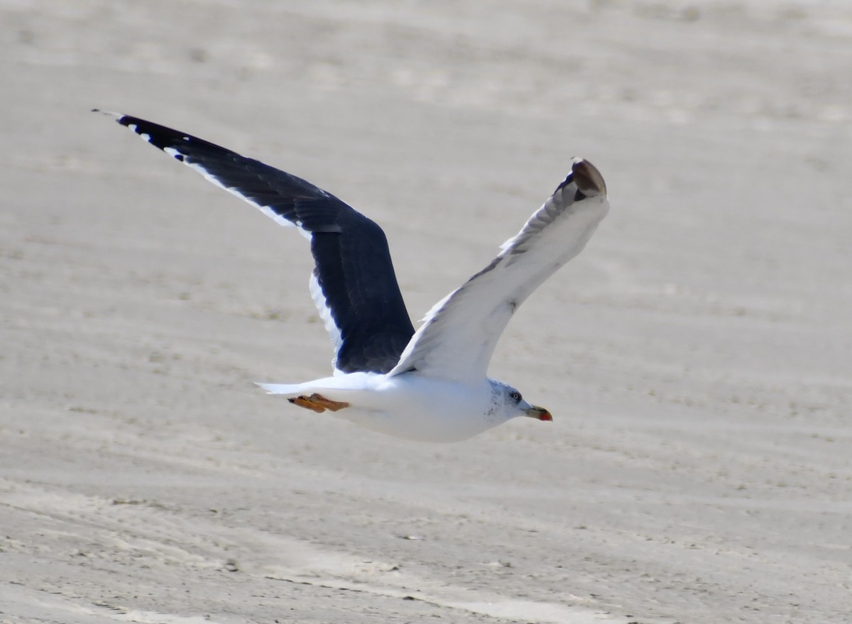 Lesser Black-backed Gull - ML646617612
