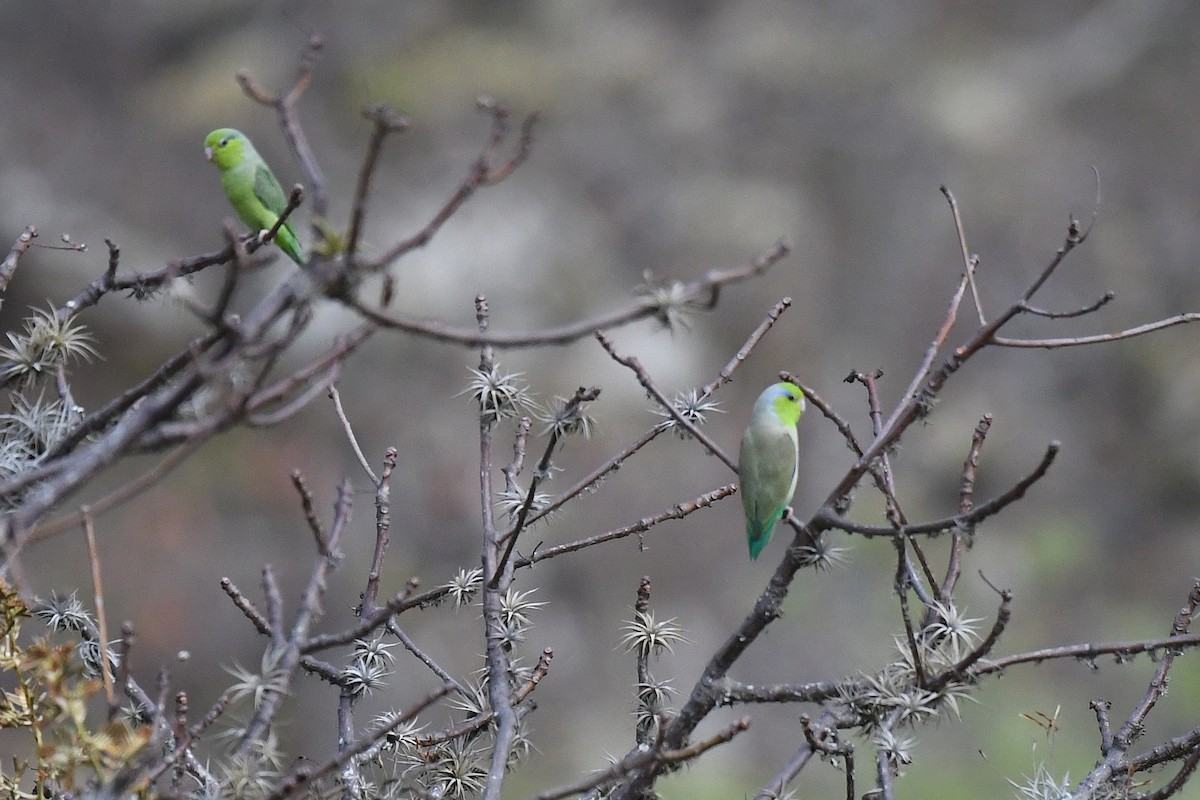 grønnmaskepapitt - ML646617613