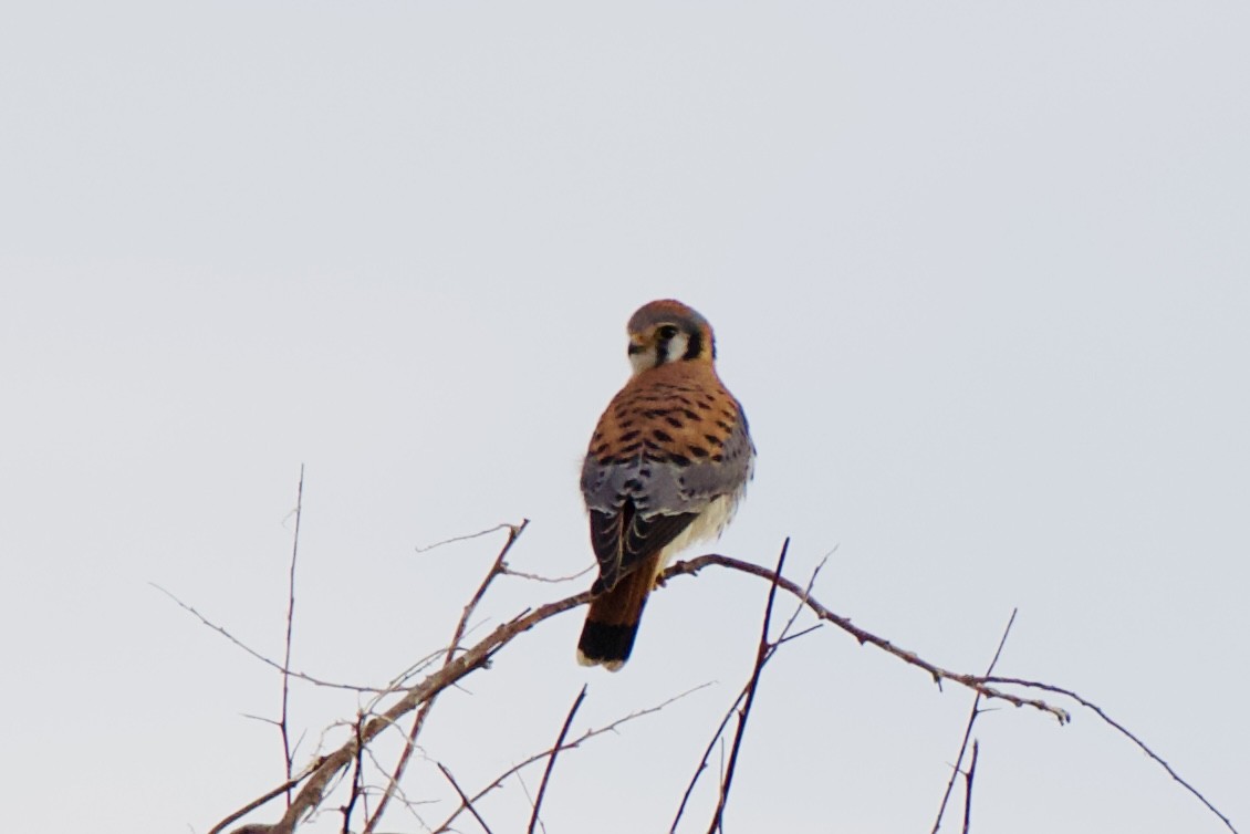 Buntfalke - ML646617615