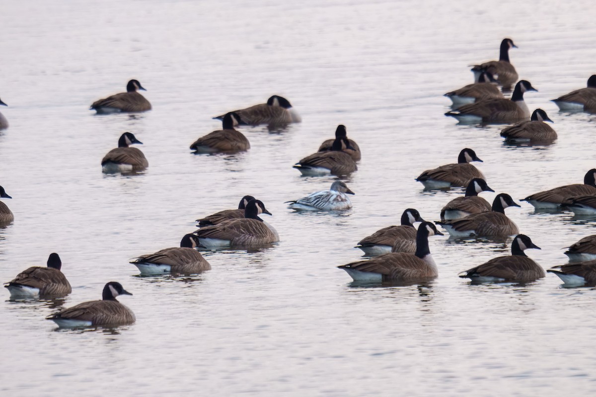 Snow Goose - ML646617616