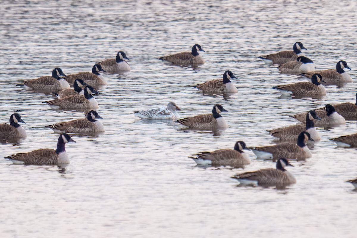 Snow Goose - ML646617617