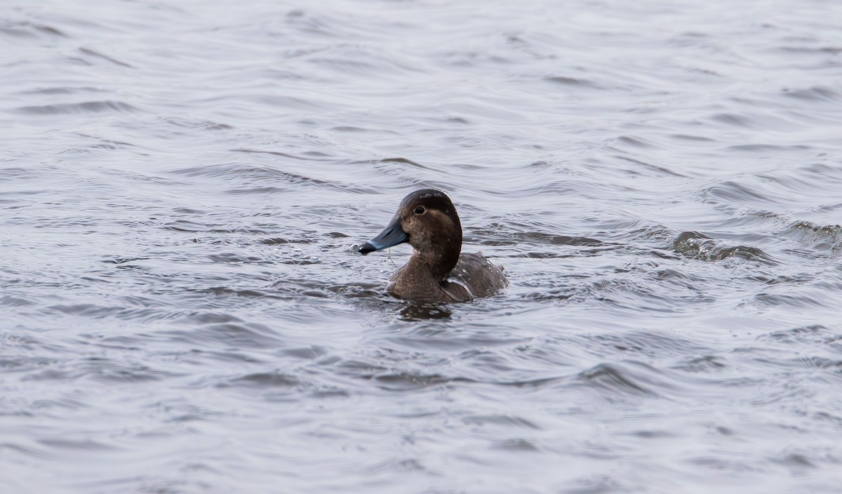 Redhead - ML646617624