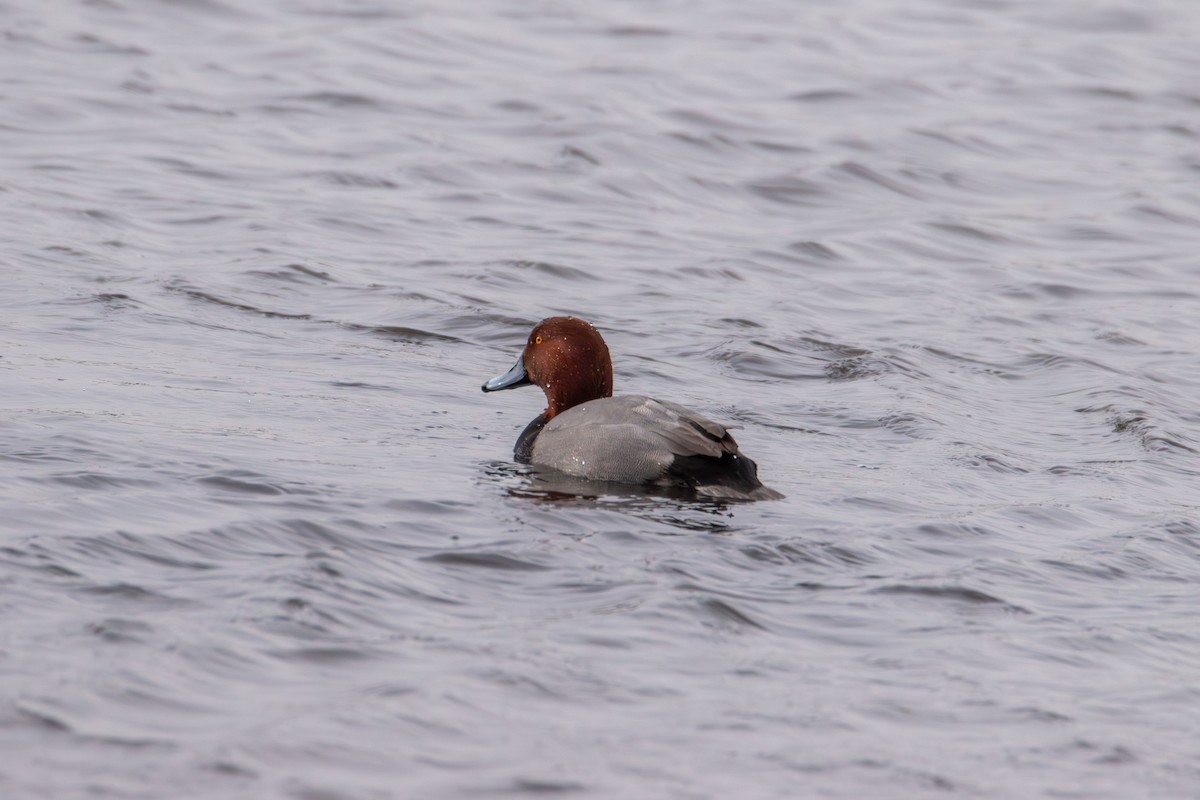 Redhead - ML646617625