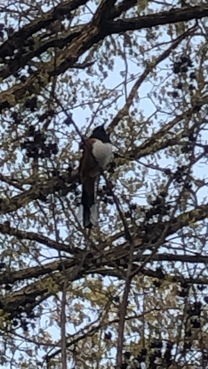 Rötelgrundammer - ML646617627