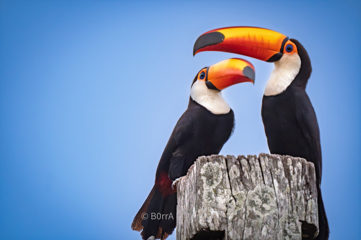 Tucán Toco - ML646617628