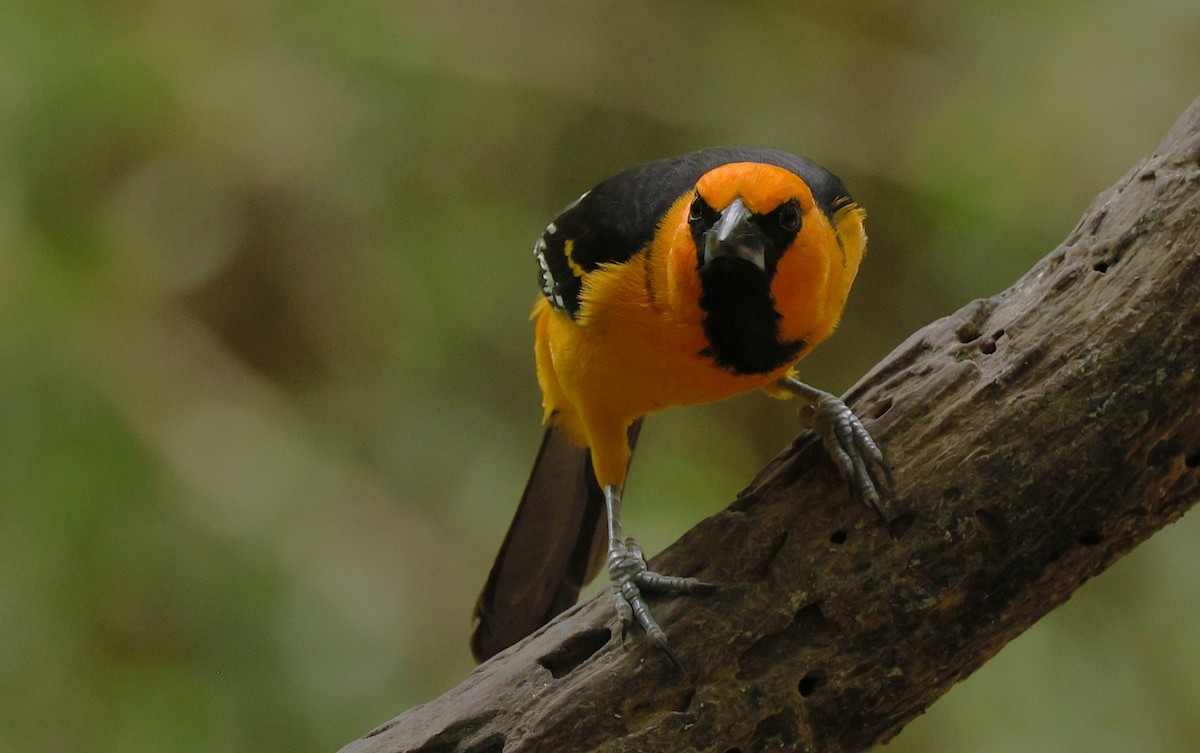 Altamira Oriole - ML646617629