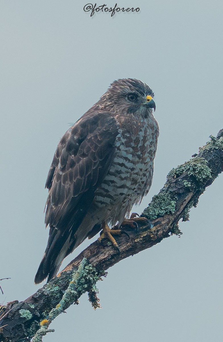 Broad-winged Hawk (Northern) - ML646617635