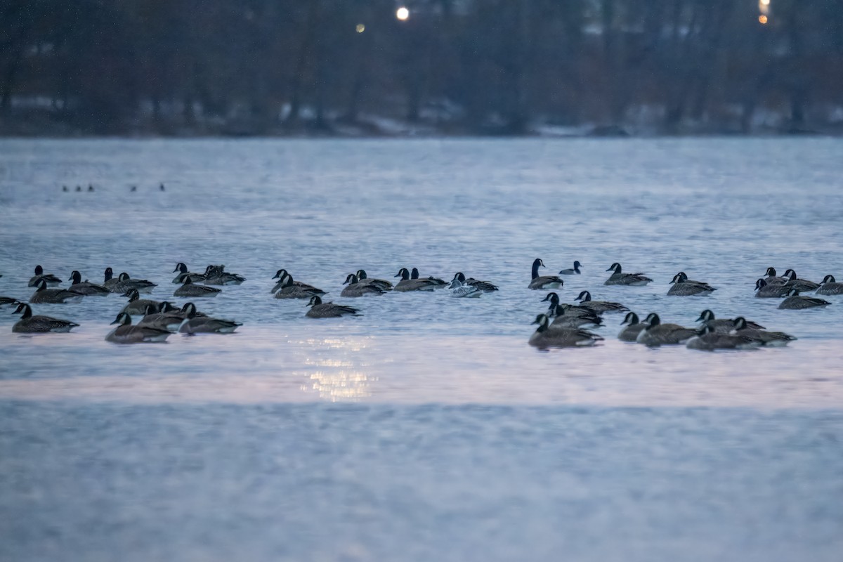 Ring-necked Duck - ML646617639